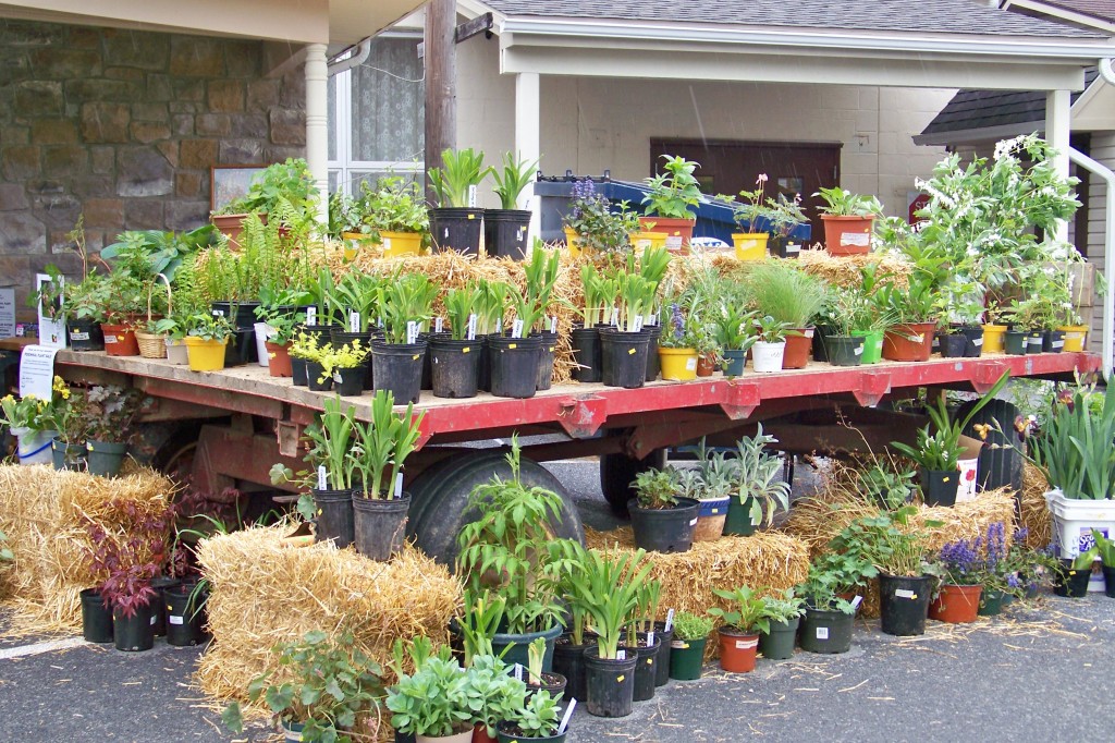 Plant sale benefits a Mennonite Central Committee project